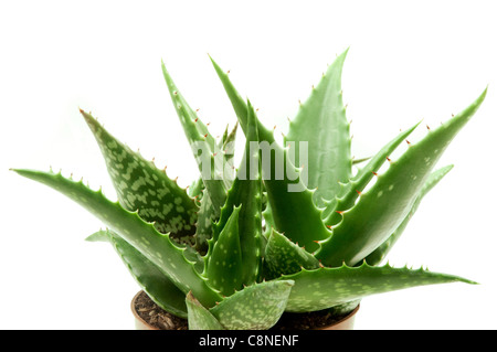 L'aloe vera var. chinensis sur fond blanc Banque D'Images
