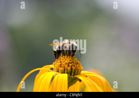 De bourdons (Bombus sp.) sur le topinambour (Helianthus tuberosus) Banque D'Images