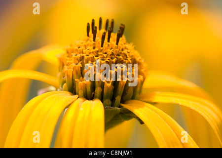 Le topinambour (Helianthus tuberosus) Banque D'Images