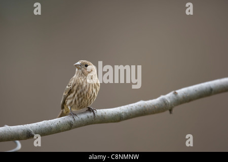 Roselin familier (Carpodacus mexicanus frontalis), femelle sur une branche avec de l'expérience en hiver. Banque D'Images