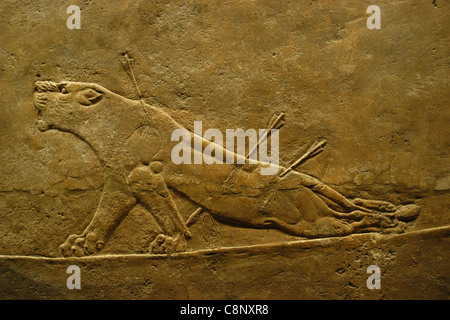 Du relief assyrien lion royal hunt du Roi Assurbanipal vu au British Museum de Londres, Angleterre, Royaume-Uni. Banque D'Images