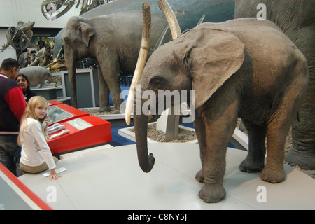 Doté de l'éléphant d'Afrique (Loxodonta africana) veau vu au Natural History Museum de Londres, au Royaume-Uni. Banque D'Images