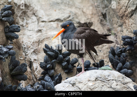 Huîtrier pie (Haematopus ater noirâtre) Banque D'Images