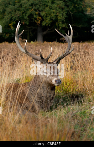 Deer stag assis dans l'herbe. Banque D'Images