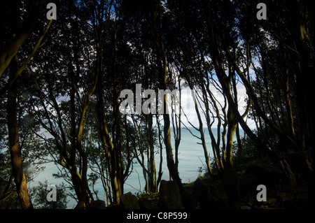 Arbres en tête de Durlston, Swanage, Dorset Banque D'Images