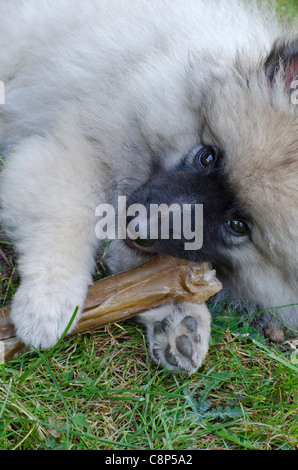 Keeshund rongeant chiot sur un os masquer Banque D'Images