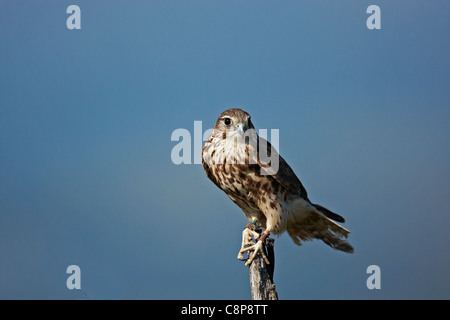 Une captive,Merlin Falco columbarius, perché au sommet d'un arbre mort. Banque D'Images