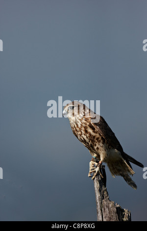 Une captive,Merlin Falco columbarius, perché au sommet d'un arbre mort. Banque D'Images