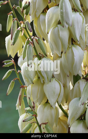 Gros plan sur la craire de fleur de crème d'un Yucca Banque D'Images