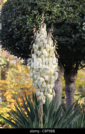 Close up d'un Yucca en fleur dans un jardin anglais Banque D'Images