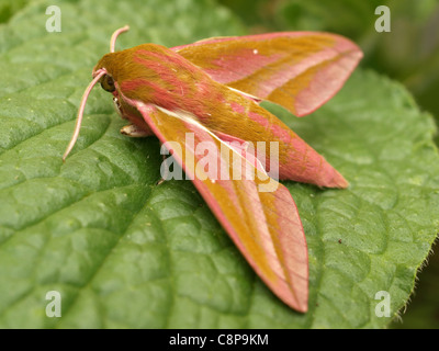 Elephant Hawk-moth / Deilephila elpenor / Mittlerer Weinschwärmer Banque D'Images