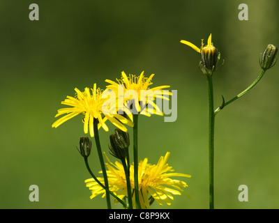 Sow-Thistle / vivaces laiteron des champs de maïs / Acker-Gänsedistel Banque D'Images