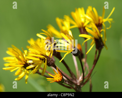 Floraison de séneçon jacobée Senecio jacobaea / Jakobs-Greiskraut / Banque D'Images