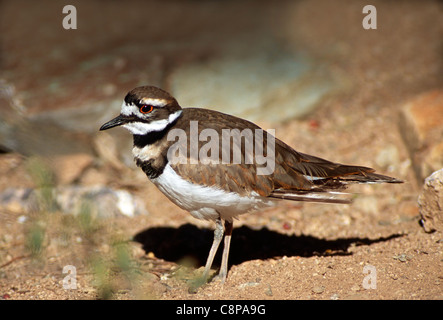 Le Pluvier kildir (Charadrius vociferus) Cibola National Wildlife Refuge, Arizona, USA Banque D'Images