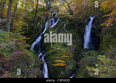 Stock Ghyll Force, près de Ambleside, Parc National de Lake District, Cumbria, Angleterre, Royaume-Uni Banque D'Images