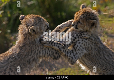 Cheetah cubs playing Banque D'Images
