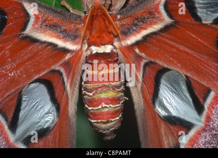 ATLAS MOTH (Attacus atlas), close up detail du corps et les ailes des papillons, le plus grand dans le monde, originaire d'Asie du Sud-Est Banque D'Images