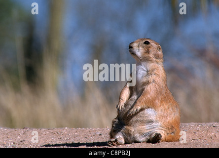 Chien de prairie (Cynomys ludovicianus) assis, Badlands National Park, South Dakota, USA Banque D'Images