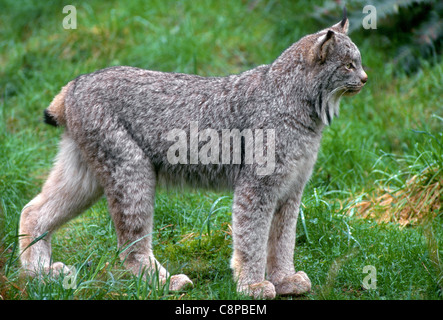 Le lynx du Canada (Lynx canadensis), originaire de régions sauvages du nord de l'Amérique du Nord Banque D'Images