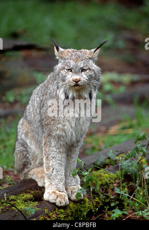Le lynx du Canada (Lynx canadensis), originaire de régions sauvages du nord de l'Amérique du Nord Banque D'Images