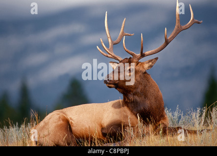 Le wapiti des montagnes Rocheuses (Cervus canadensis nelsonii) bull en forme de pic pour l'automne, le Parc National de Yellowstone, Wyoming, USA Banque D'Images