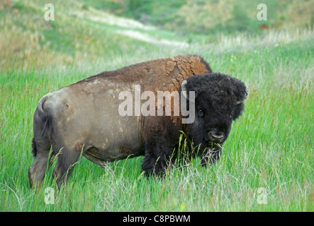 BISON (Bison bison) paissant dans les Prairies, parc national Theodore Roosevelt, Dakota du Nord, USA Banque D'Images