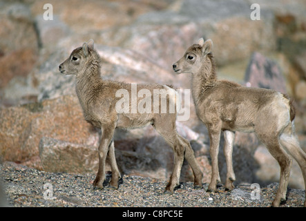 BIGHORN (Ovis canadensis) deux jeunes agneaux, Mt. Evans Désert, Arapaho National Forest, Colorado, USA Banque D'Images