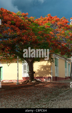 Cuba Flamboyant Delonix regia Flame Tree Banque D'Images