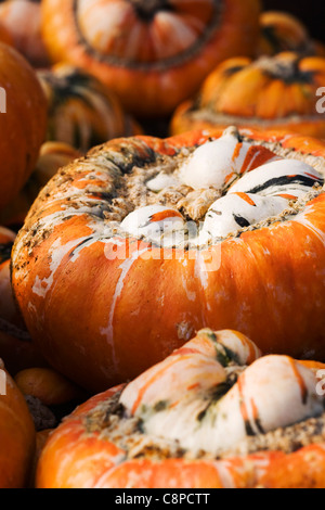 Cucurbita maxima. Turk's Cap Squash. Banque D'Images