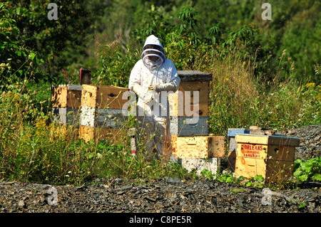 Maintien de la Ruche et de la collecte de miel dans une zone désolée dans la région du Saguenay, Québec, Canada Banque D'Images