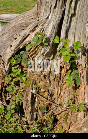 Bramble croissant sur dead tree trunk Banque D'Images