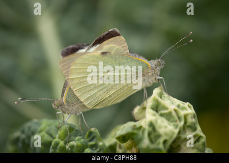 Les grands papillons Pieris brassicae mate blanche en haut d'un chou dans un jardin Hampshire Banque D'Images