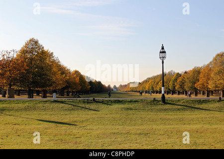 Bushy Park est un des parcs nationaux à proximité de London's Royal Hampton Court dans south west London England UK Banque D'Images