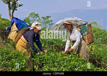 Deux teapickers Gurung Plateau Estate Kurseong West Bengal India Banque D'Images