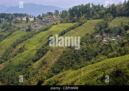 Les plantations de thé Darjeeling Happy Valley West Bengal India Banque D'Images