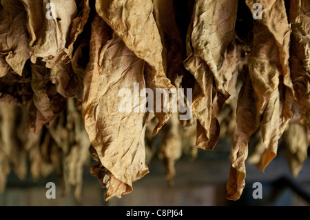 Le séchage des feuilles de tabac cubain dans une grange, Vinales, Cuba Banque D'Images