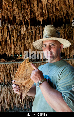 Le séchage des feuilles de tabac sur grange farm avec farmer, Vinales, Cuba Banque D'Images