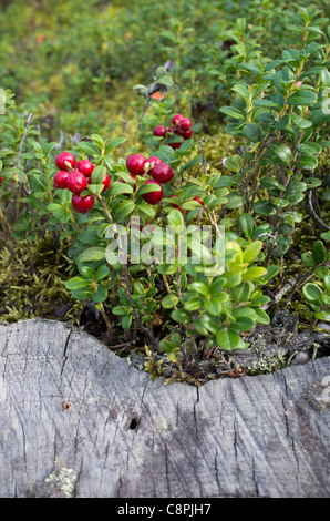 Croissance et baies de la berge ( Vaccinium vitis-idaea , Ericaceae ) à l'automne, en Finlande Banque D'Images