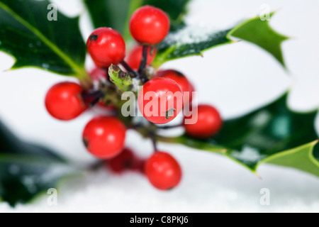 Ilex aquifolium. Branche de houx aux fruits rouges sur un fond blanc. Banque D'Images