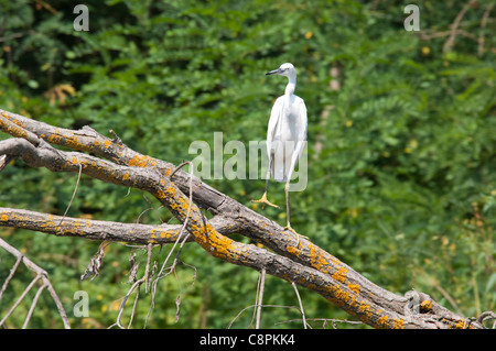Roumanie, Dobrudgea, Tulcea, région du Delta du Danube. Sfantu Gheorghe channel. Aigrette garzette (Egretta garzetta garzetta). Banque D'Images