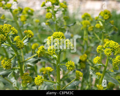 Le cresson d'hiver / Barbarea vulgaris / Echte Winterkresse / Barbarakraut Banque D'Images