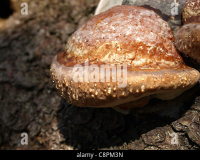 L'Amadou / Champignon Champignon Sabot / Amadou Conk / Amadou Polypore / Ice Man Champignon Fomes fomentarius / / Zunderschwamm avec des gouttes Banque D'Images