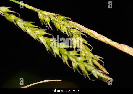 Bois et de carex, Carex sylvatica Banque D'Images