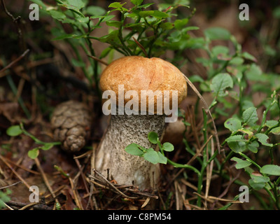 Bouleau Orange Bolet le Leccinum versipelle / le Leccinum testaceoscabrum / / / Champignons Champignons / Birkenrotkappe woodground Rotkappe sur Banque D'Images