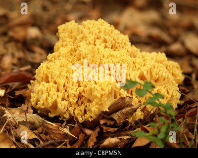 Golden Coral corail champignon champignons / / Ramaria aurea / woodground Goldgelbe sur Koralle Banque D'Images