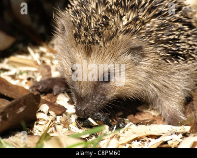 Hedgehog / européenne / Hérisson Hérisson Erinaceus europaeus commune / / / Braunbrustigel Westeuropäischer Igel Igel / Westigel / Banque D'Images