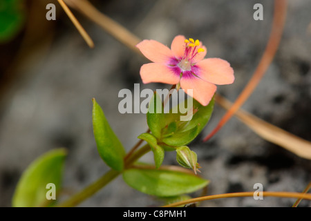 Mouron Rouge Anagallis arvensis, var 'carnea' Banque D'Images