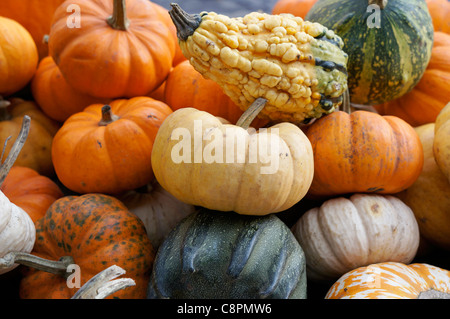 Citrouilles et courges, variété de courges légumes Banque D'Images