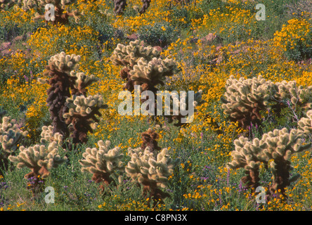 Brittlebush en fleurs et Montagnes Kofa, cholla, Kofa National Wildlife Range, au sud-ouest de l'Arizona, USA Banque D'Images