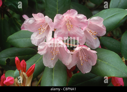 RHODODENDRON (Rhododendron spp.) en fleur, cultivé, Crystal Springs Rhododendron Garden, Portland, Oregon, USA Banque D'Images